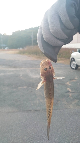 マハゼの釣果