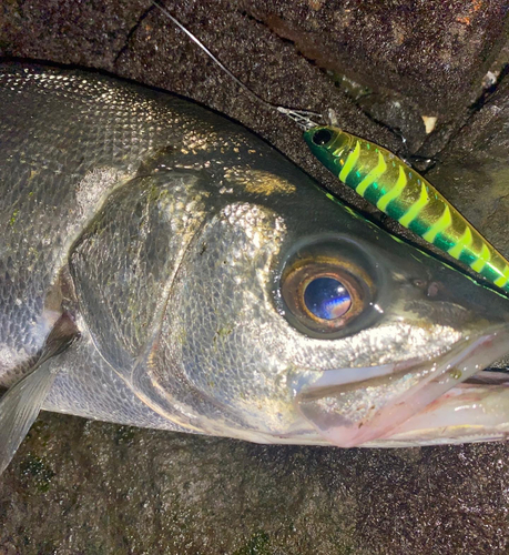 マルスズキの釣果