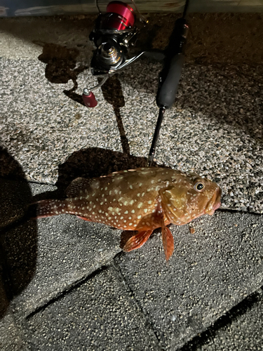 アラカブの釣果