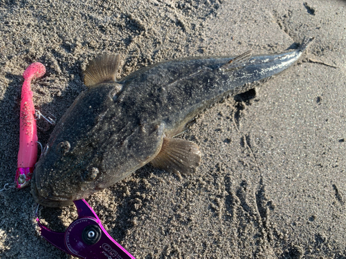 マゴチの釣果