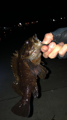 オウゴンムラソイの釣果