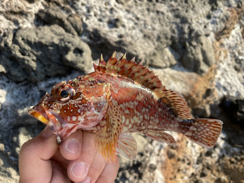 カサゴの釣果