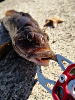 アイナメの釣果