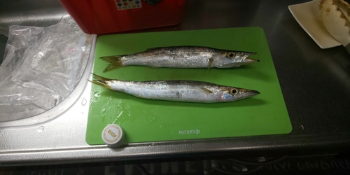 カマスの釣果