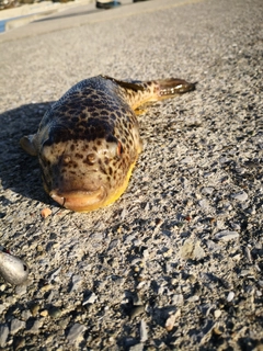 ヒガンフグの釣果