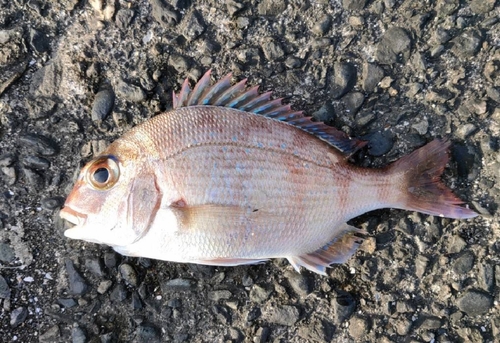 タイの釣果