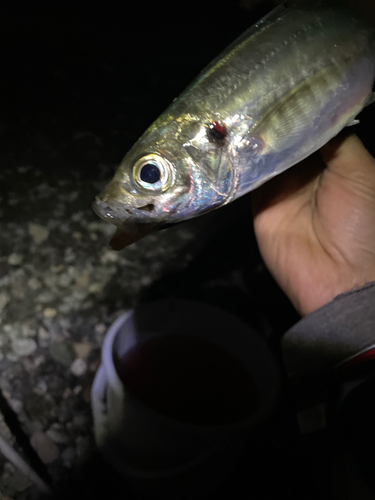 マアジの釣果