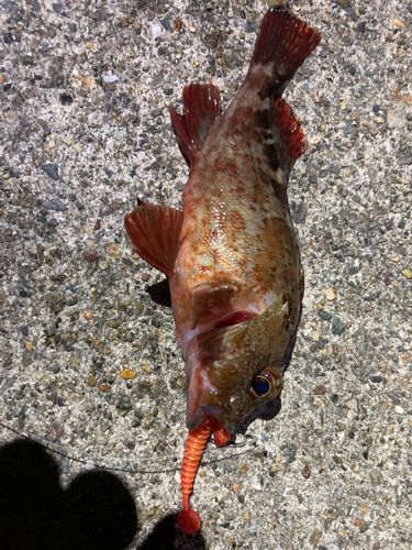 カサゴの釣果