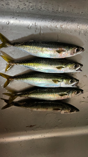 サバの釣果