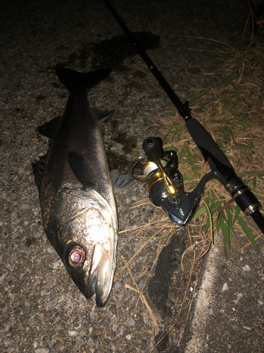 フッコ（マルスズキ）の釣果