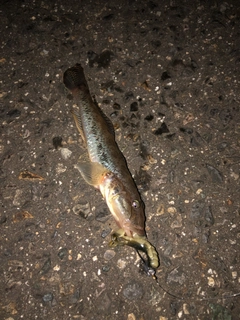 ハゼの釣果