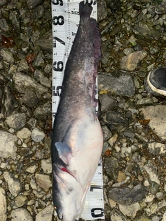 ビワコオオナマズの釣果
