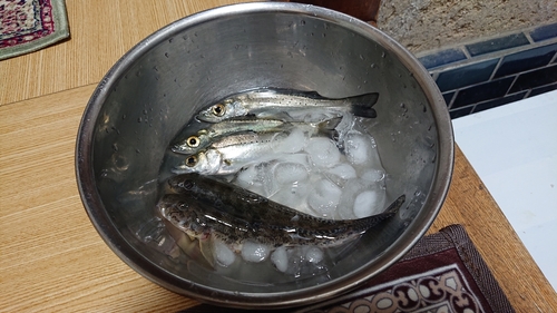 ハゼの釣果