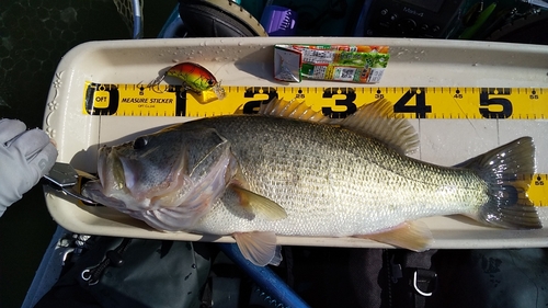 ブラックバスの釣果