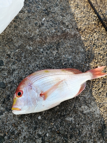 コキタイの釣果