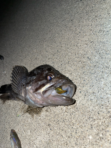 クロソイの釣果