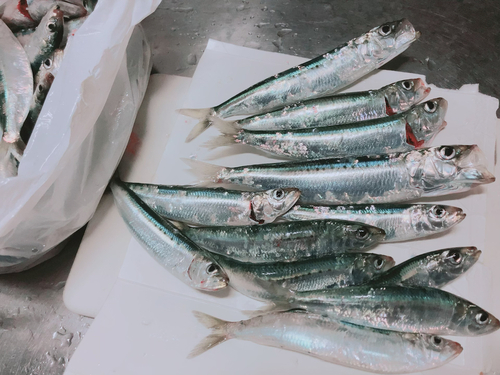 イワシの釣果