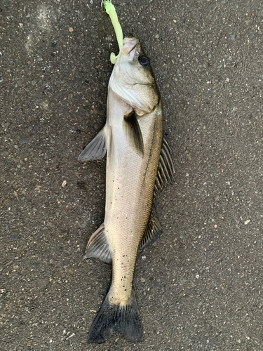 スズキの釣果