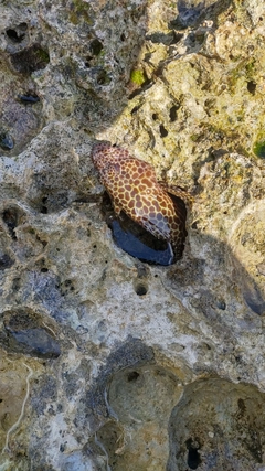 イシミーバイの釣果