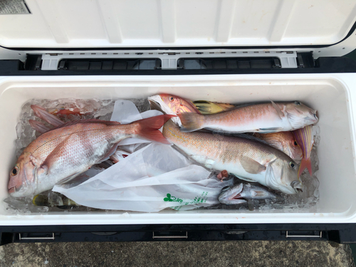 シロアマダイの釣果