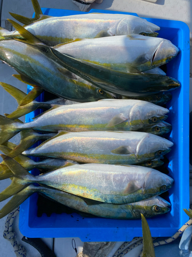 ハマチの釣果