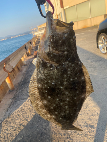 ヒラメの釣果