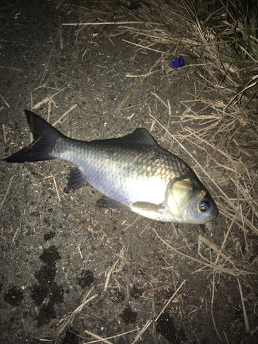 ヘラブナの釣果