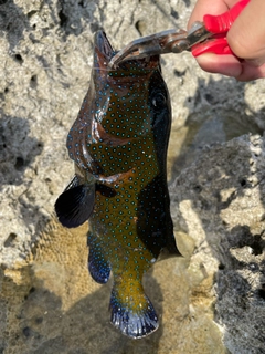 アオノメハタの釣果