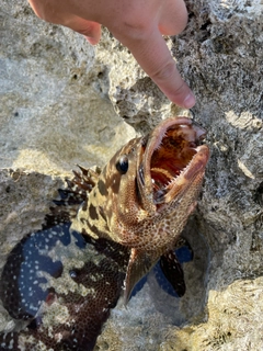 シロブチハタの釣果