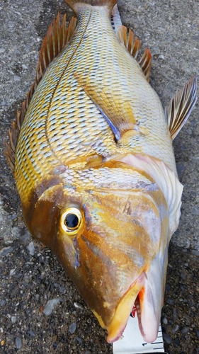 タマンの釣果