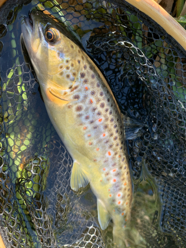 ブラウントラウトの釣果