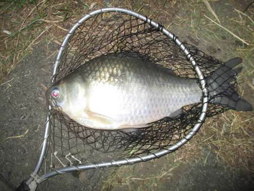 ヘラブナの釣果