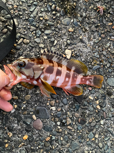 アカハタの釣果