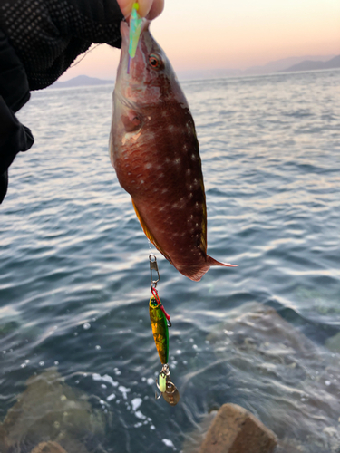 ベラの釣果