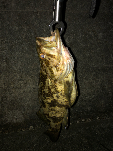 タケノコメバルの釣果