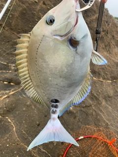 ニザダイの釣果