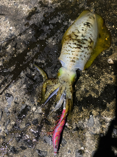 アオリイカの釣果