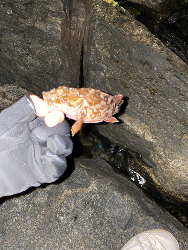 カサゴの釣果