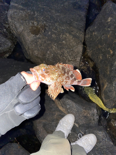 カサゴの釣果