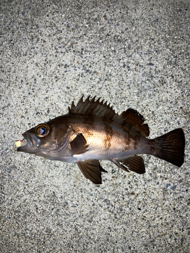 メバルの釣果