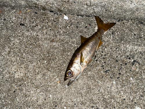 ムツの釣果