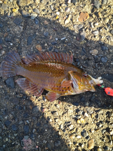 オハグロベラの釣果