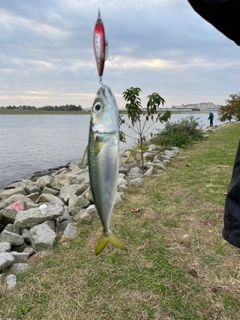 サバの釣果