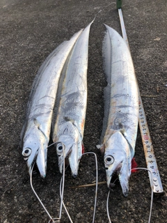 タチウオの釣果