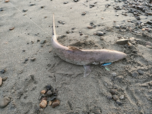 サメの釣果