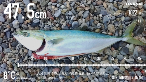 ハマチの釣果