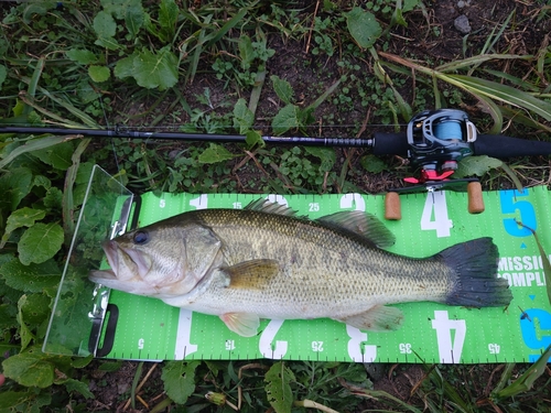 ブラックバスの釣果