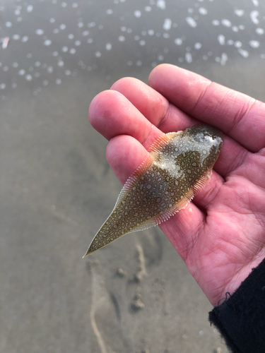 シタビラメの釣果