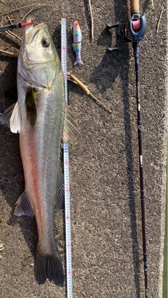 シーバスの釣果