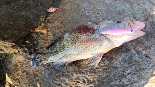 オオモンハタの釣果